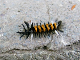 Weird Caterpillar IMG 3761